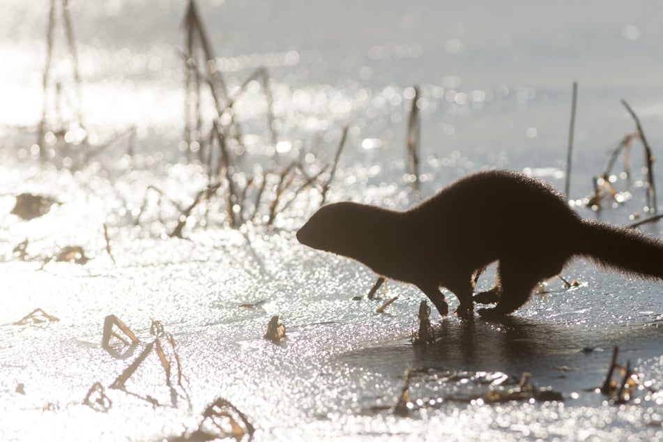 Esta dulce especie habita en las aguas de Turingia.