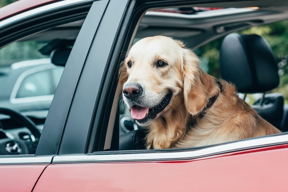 Viele Hunde sind beim Autofahren sehr angespannt.