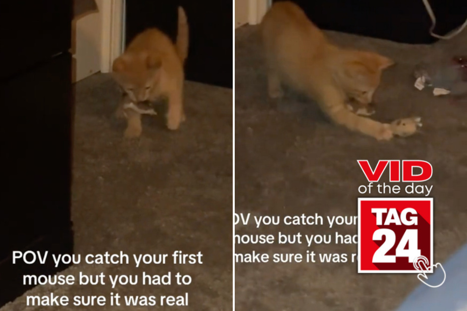 viral videos: Viral Video of the Day for December 19, 2024: Cat's hilarious moment of doubt goes viral on TikTok