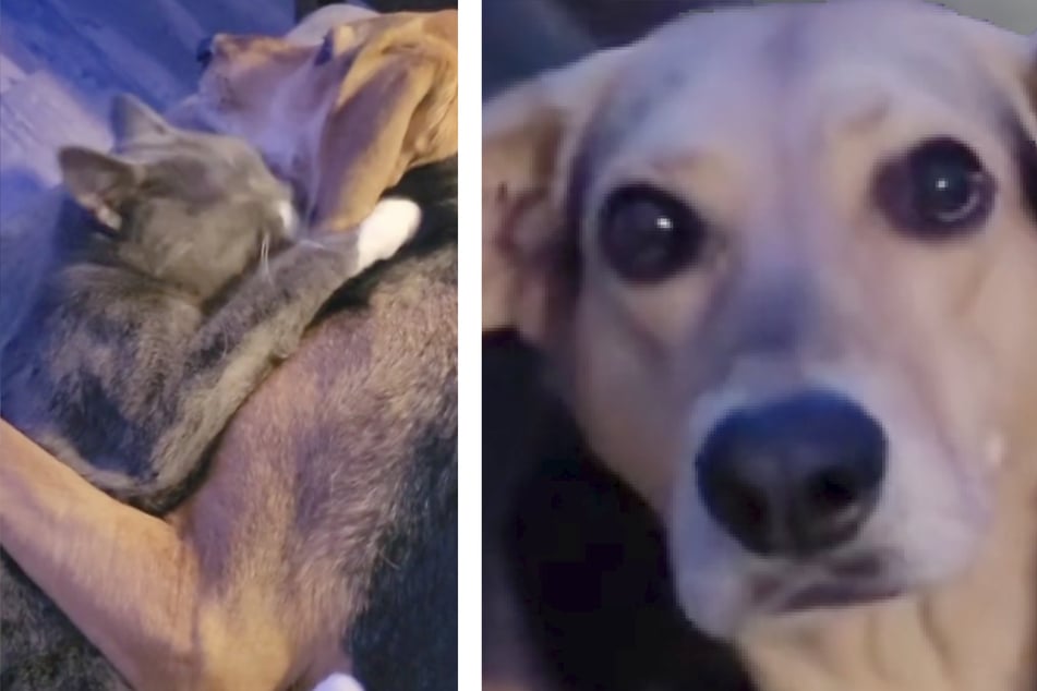 Hunde-Freund von Vierbeiner stirbt, ein Besuch im Tierheim ändert alles!
