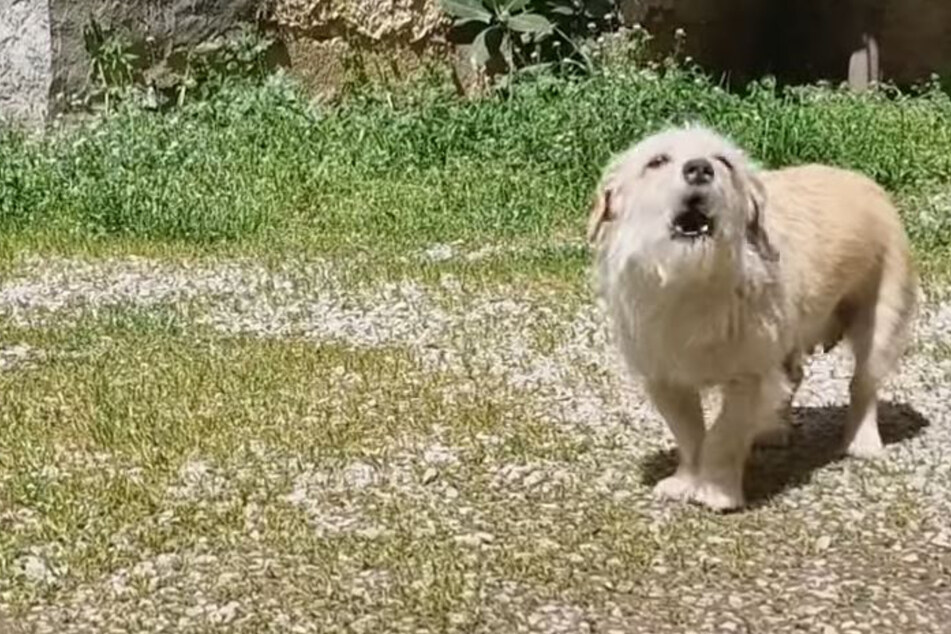 Hund bellt wie verrückt, sobald sich jemand nähert: Doch der Grund ist herzergreifend