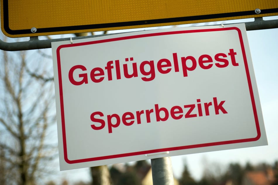 Im Landkreis Dingolfing-Landau müssen wegen Vogelgrippe etwa 3000 Gänse getötet werden. (Symbolfoto)