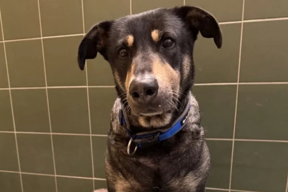 Die Hündin ist eine absolut liebenswerte und treue Seele. Nur bei Begegnungen mit anderen Hunden müssen Daisys neue Besitzer achtsam sein.