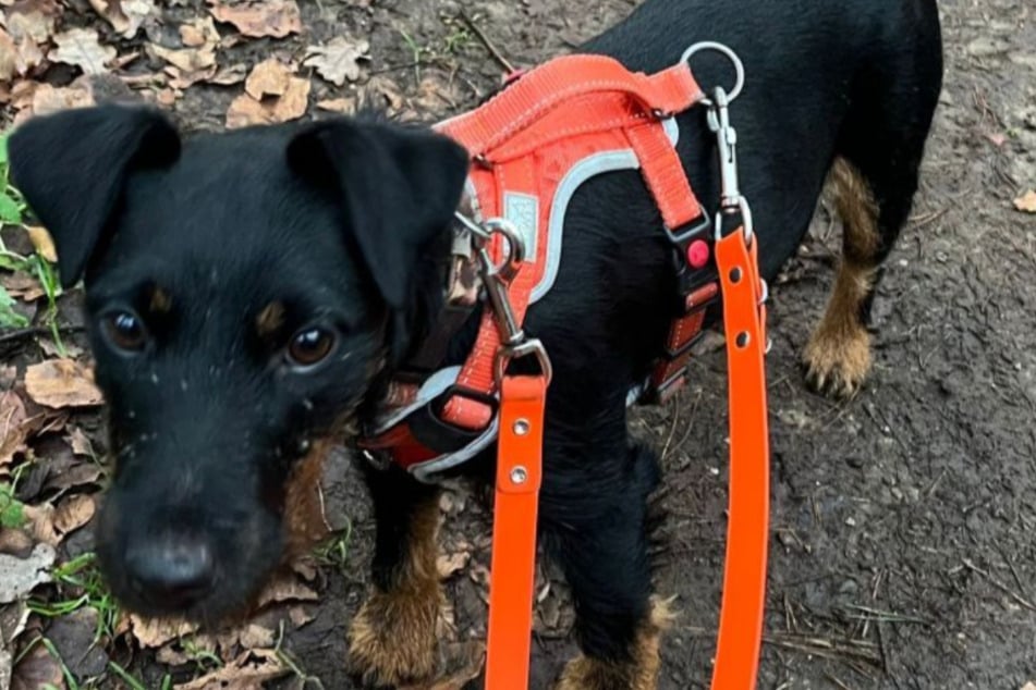 Die kleine Vierbeinerin ist ein echtes Energiebündel und sucht erfahrene Hundefreunde.