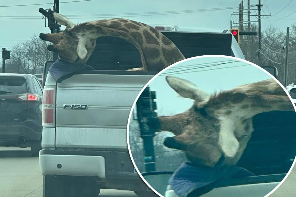 Man drives around with dead giraffe in the back of his car, triggering widespread concern