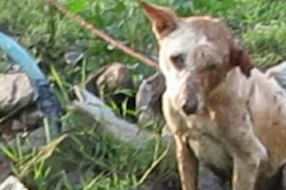 Verletzter Hund von Passanten gefesselt: Doch seine Retter loben deren Grund