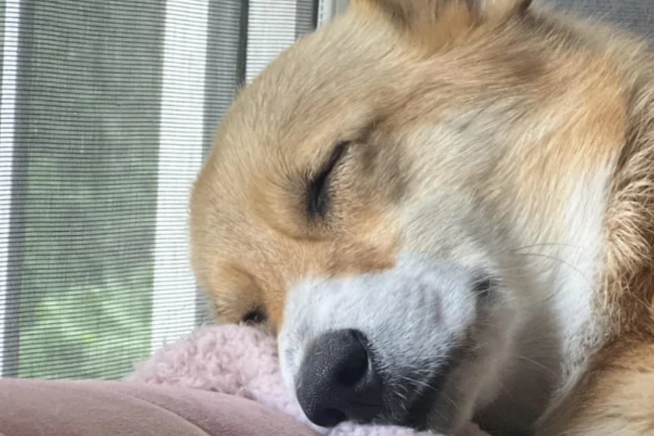 Corgi slaapt gelukkig en tevreden: hond doet harten smelten