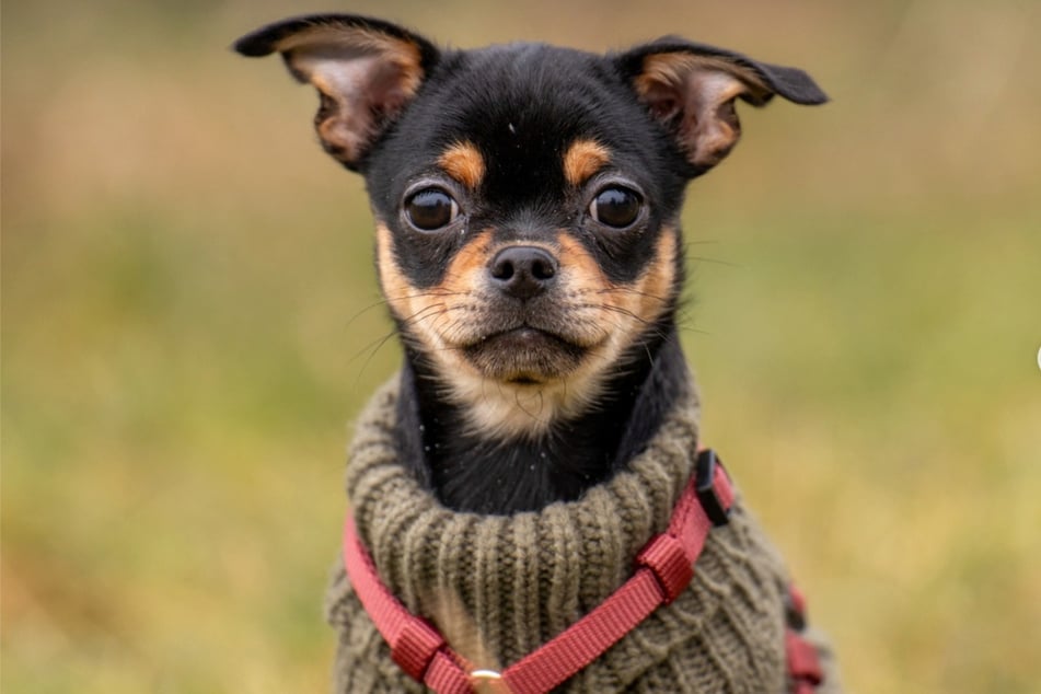 Filou wurde erst im Oktober 2025 geboren.