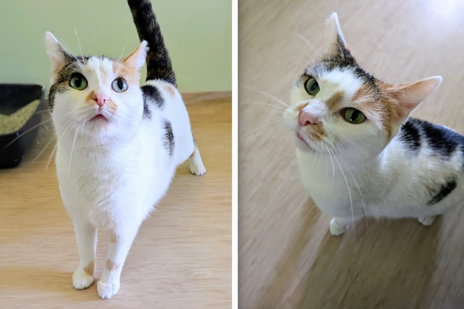 Lore pragnie spokojny i wolny od stresu dom.