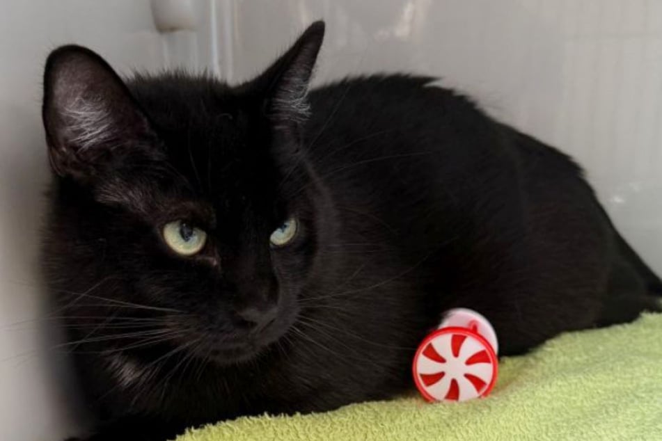 Das Tierheim Bergheim sucht ein neues Zuhause für Thomy. Der Kater landete bei den Tierrettern, weil seine Besitzer die Kosten für eine OP nicht tragen konnten.