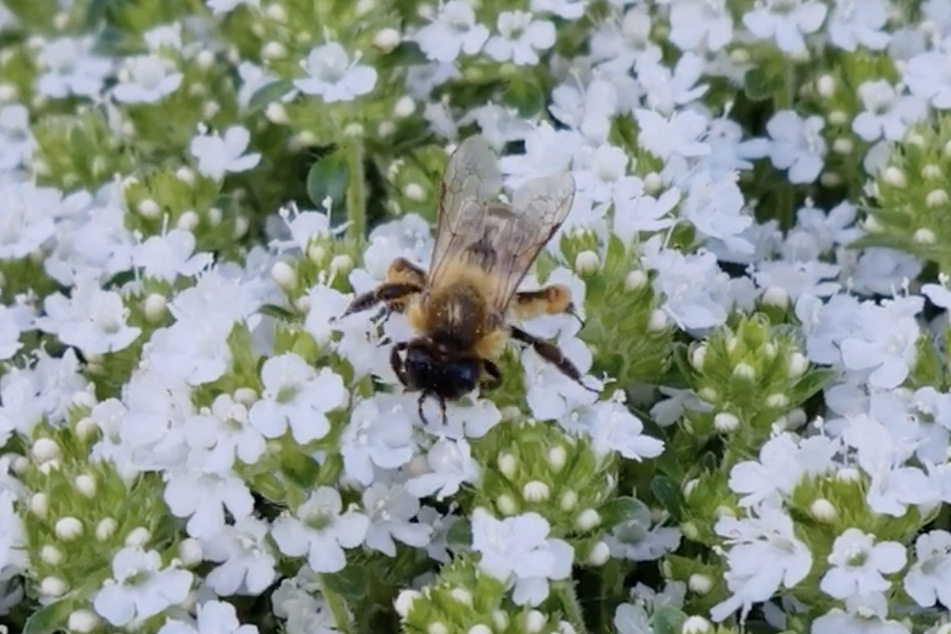 Auf dem teppichartigen Polsterthymian können Bienen zu Fuß die vielen Blüten aufsuchen.