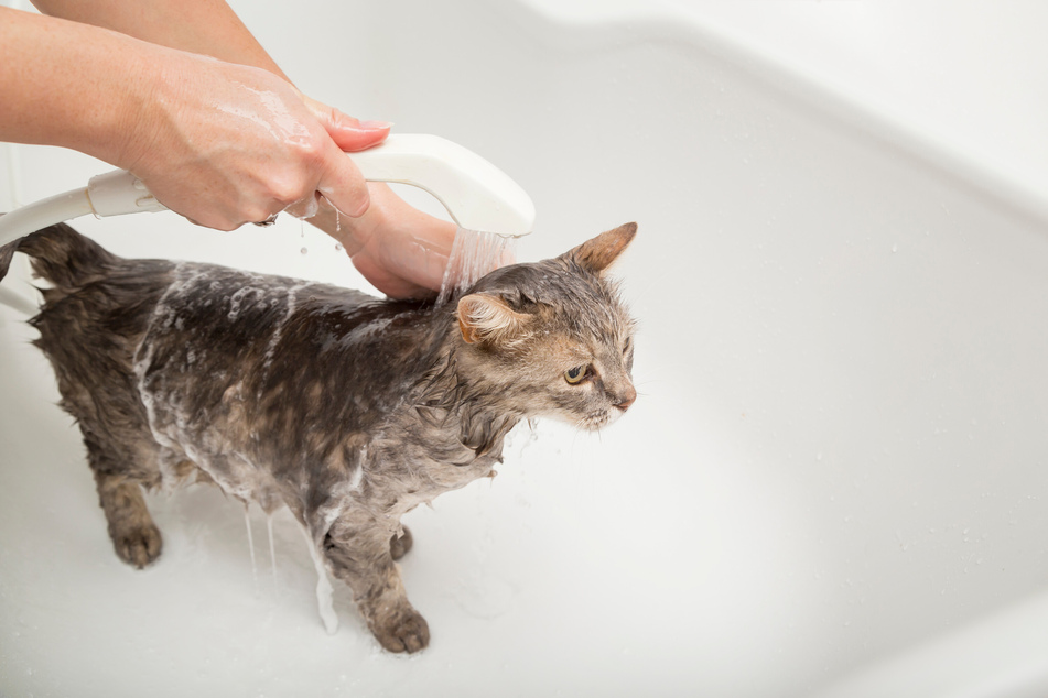 Mit einem sanften Umgang und viel Geduld kann man Katzen an Wasser gewöhnen.