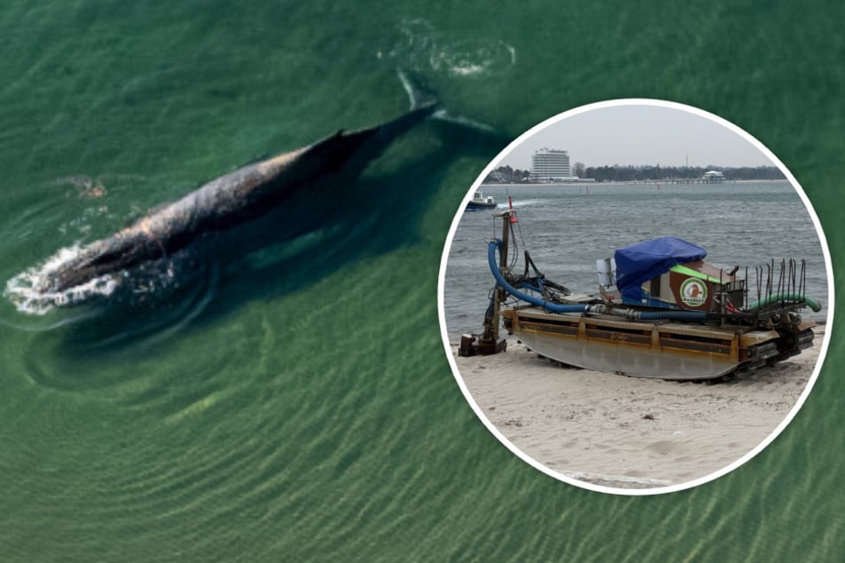 Gestrandeter Buckelwal in der Ostsee: Saugbagger-Einsatz erfolglos, so geht es weiter