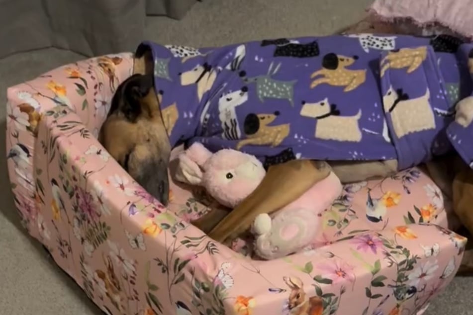 Poppy ließ den Hasen beim Schlafen nicht los.