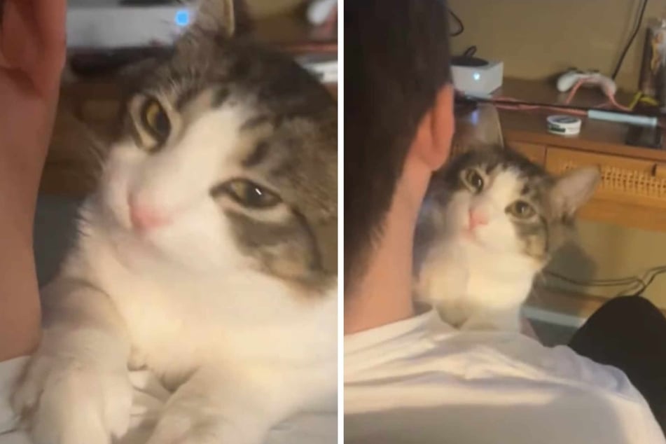 Users on TikTok celebrated the fact that this cat has finally found the right home where he can be who he is.