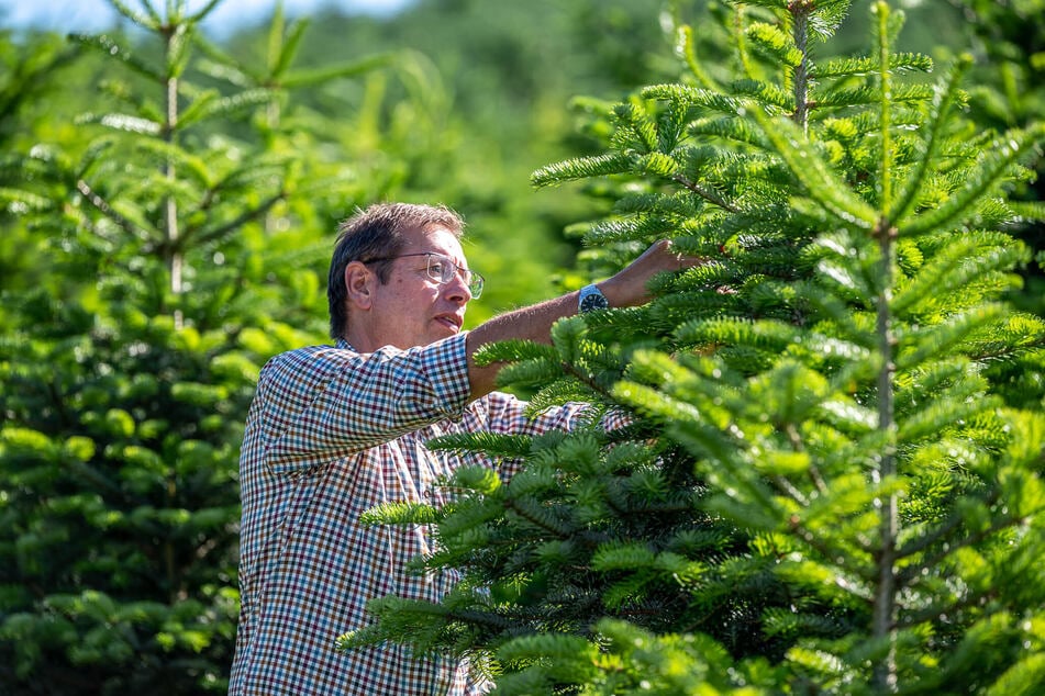 Im Vorjahr hatte es in NRW noch einen leichten Preisanstieg für Weihnachtsbäume gegeben.