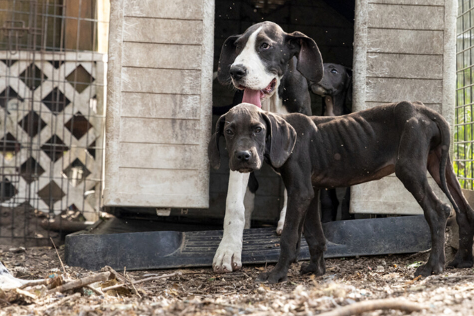 More than a hundred malnourished dogs and puppies were rescued from a Florida breeder.