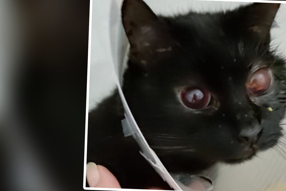 Tierheim findet Katze: Ein Blick in ihr Gesicht macht betroffen