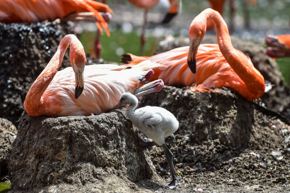 Gott, ist der Flauschknäuel süß! Flamingo-Küken bei seinen tapsigen Gehversuchen - sorgsam von Mama und Papa beäugt.