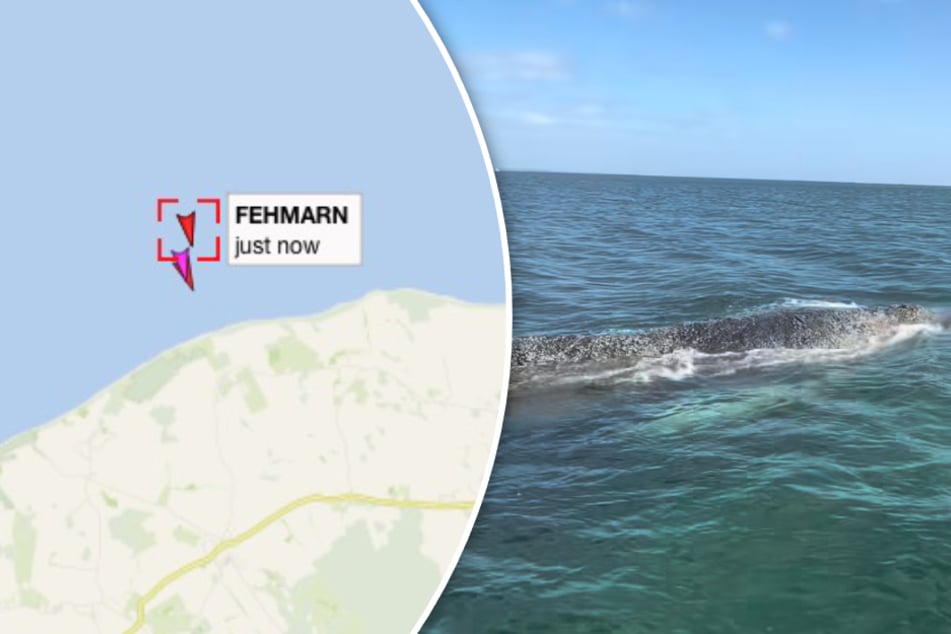 Buckelwal kommt vom Kurs ab, die Situation bleibt brenzlig