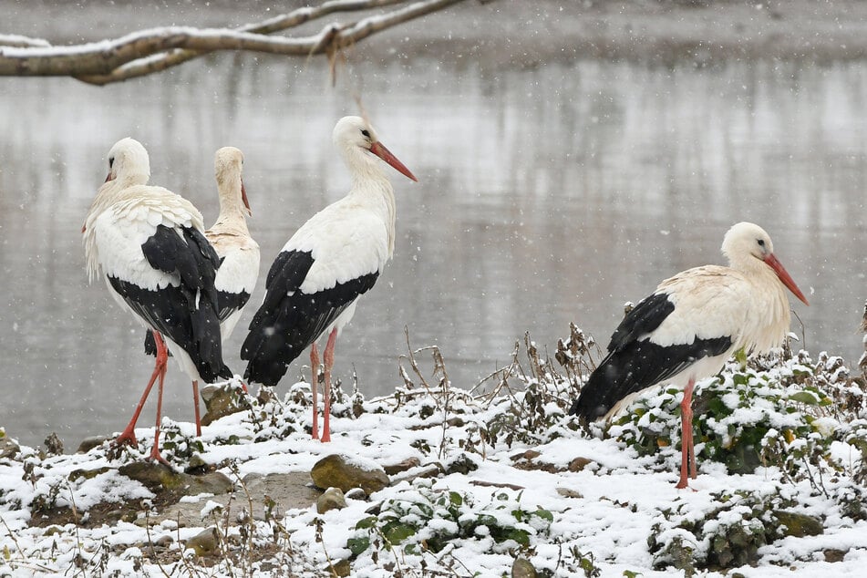 Ein Drittel der Weißstörche ist bereits nach Thüringen zurückgekehrt, der andauernde Frost verzögert jedoch die weitere Ankunft.