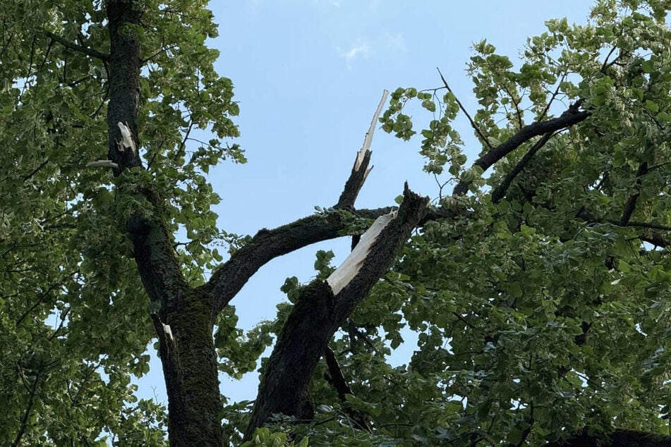 Durch das Unwetter sind Bäume entwurzelt worden und dicke Äste abgebrochen.
