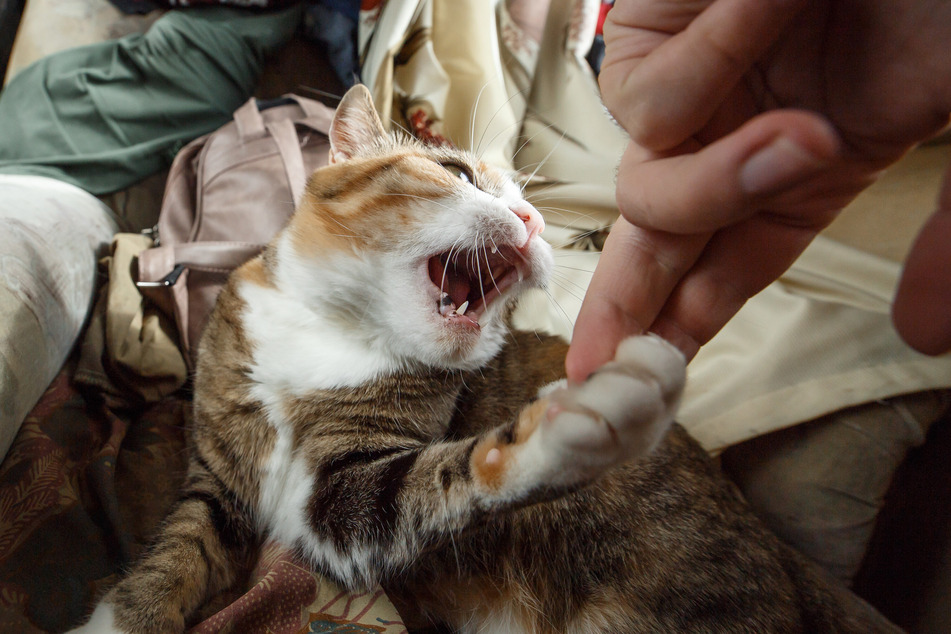 Discomfort can make cats very aggressive, and a bad petting can cause discomfort.