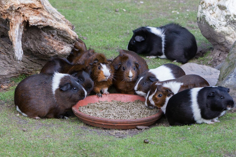 Die Haremsgruppe stellt die natürlichste Zusammenstellung bei Meerschweinen dar.