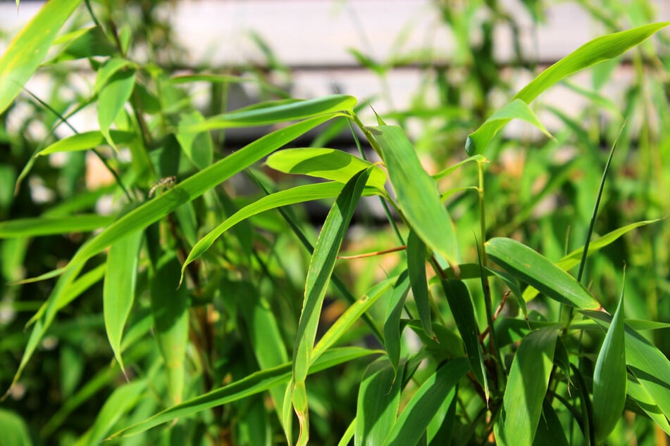 Fargesia: Der beliebte Gartenbambus ist pflegeleicht und schnittverträglich.