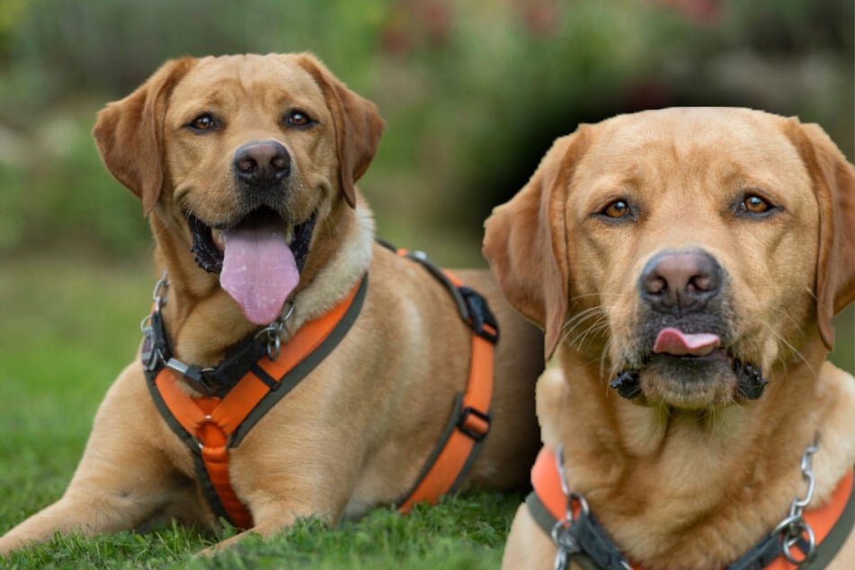 Labrador braucht "Hundeprofi": Findet Mr. Sam sein Happy End?