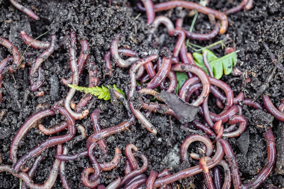 Regenwürmer lockern die Erde und sorgen dafür, dass aus organischen Abfällen nährstoffreiche Erde entsteht.