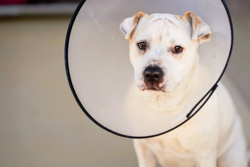 Diese tolle Spendenaktion für Zwickau läuft noch bis 19. Dezember