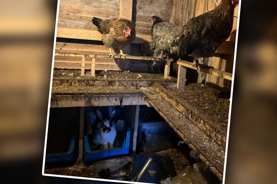 Muž objevil králíka po vloupání do svého slepičího kurníku.