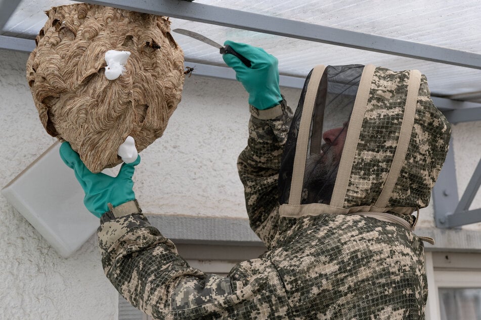 Um die lokale Ausbreitung der Hornisse im Blick behalten zu können, sollen Bürger Nester der Asiatischen Hornisse der Stadt melden.