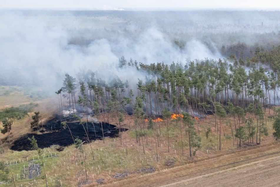 Die Gohrischheide gilt als Paradies für Vögel, Insekten und andere Arten. Das Großfeuer in dem Gebiet hat auch Folgen für Tiere und Pflanzen.