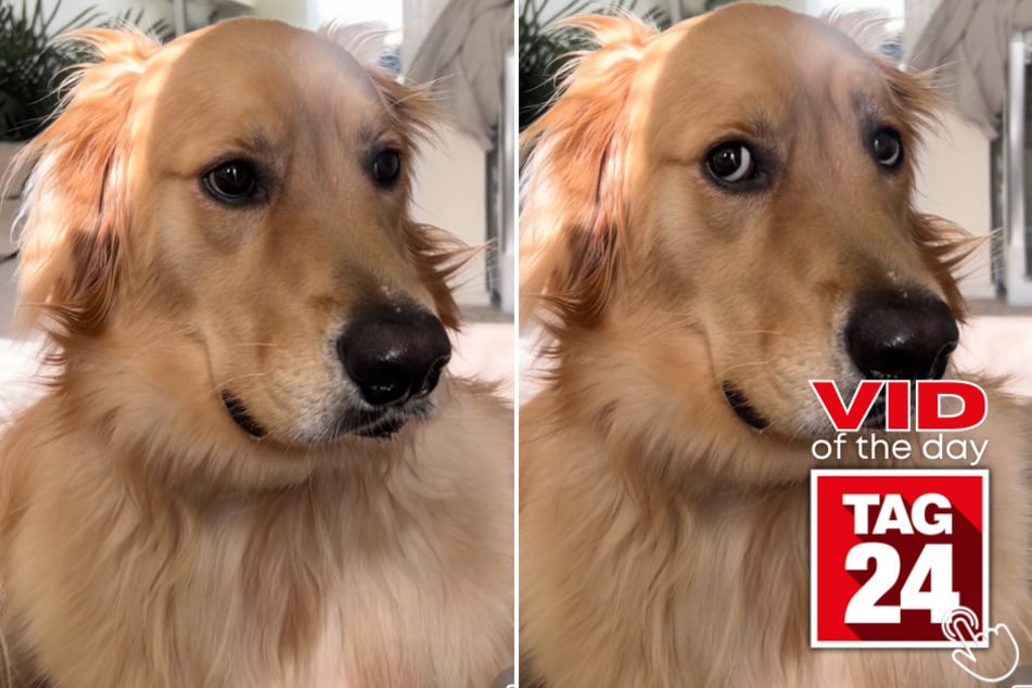 Today's Viral Video of the Day features a golden retriever who delighted viewers on TikTok with his love of burping!