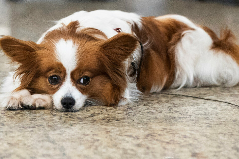 Ein Hund liegt auf dem Boden (Symbolbild).