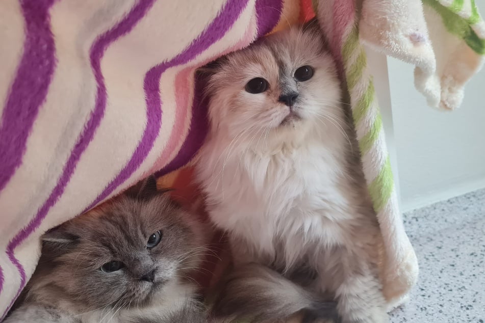 Beaufort (l.) und Fabienne suchen ein gemeinsames Zuhause.