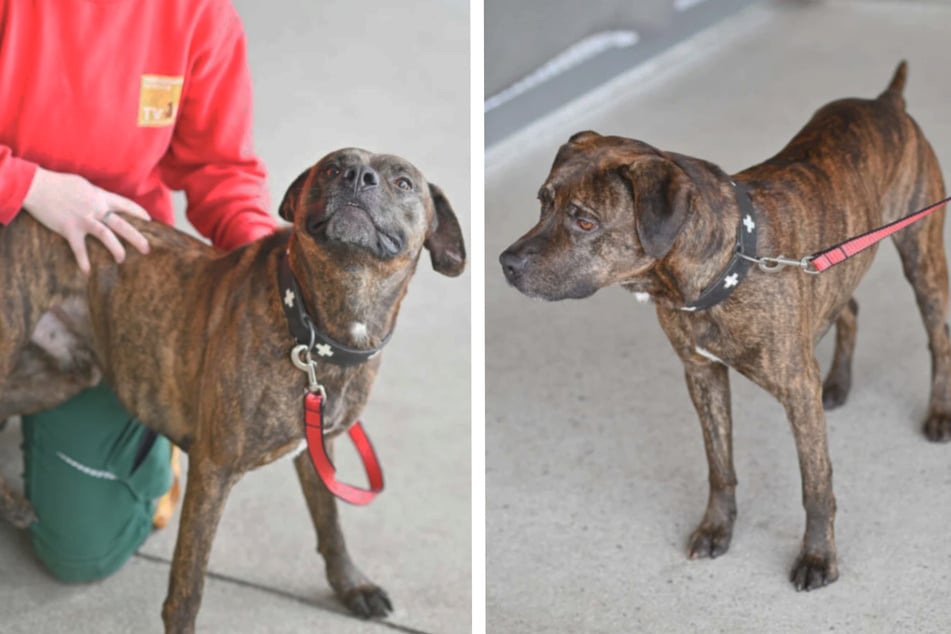 Giovanni ist ein verschmuster und verspielter Rüde.