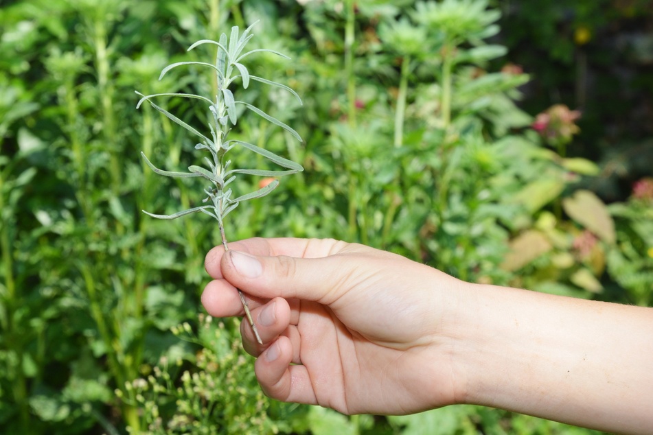 Lavendel vermehren: Stecklinge fallen beim Rückschnitt an und müssen nicht entsorgt werden.