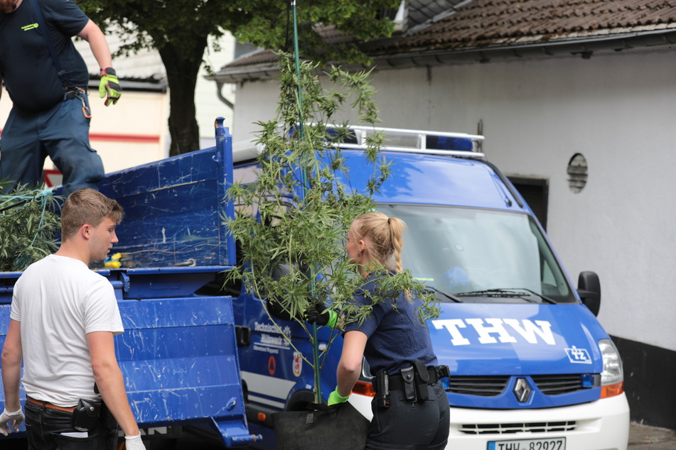 Das THW unterstützte die Polizei beim Abtransport der Pflanzen.
