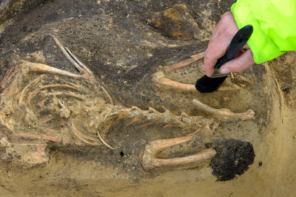 Unter anderem Hasenknochen wurden von den Archäologen entdeckt.