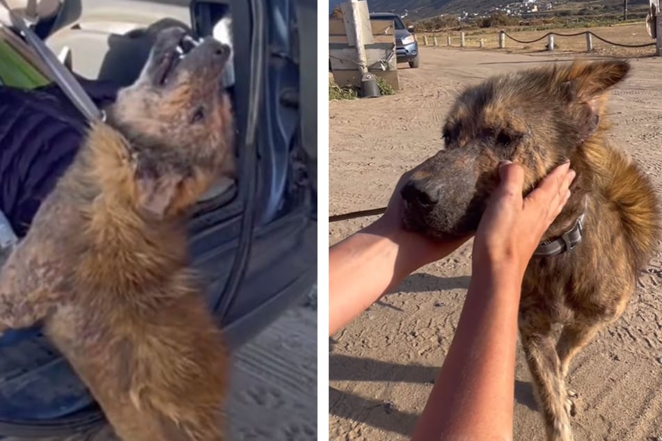 Hund sieht bei Rettung schlimm aus: Jetzt staunen Millionen über die Verwandlung des Hundes