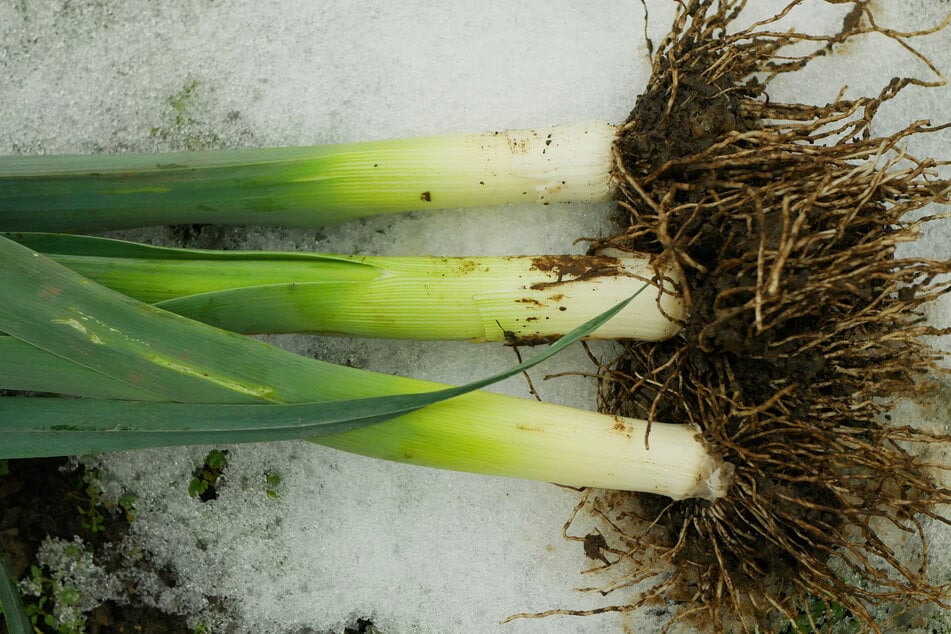 Für Vitamine im Winter: Man kann Lauch überwintern und an einem frostfreien Tag ernten.
