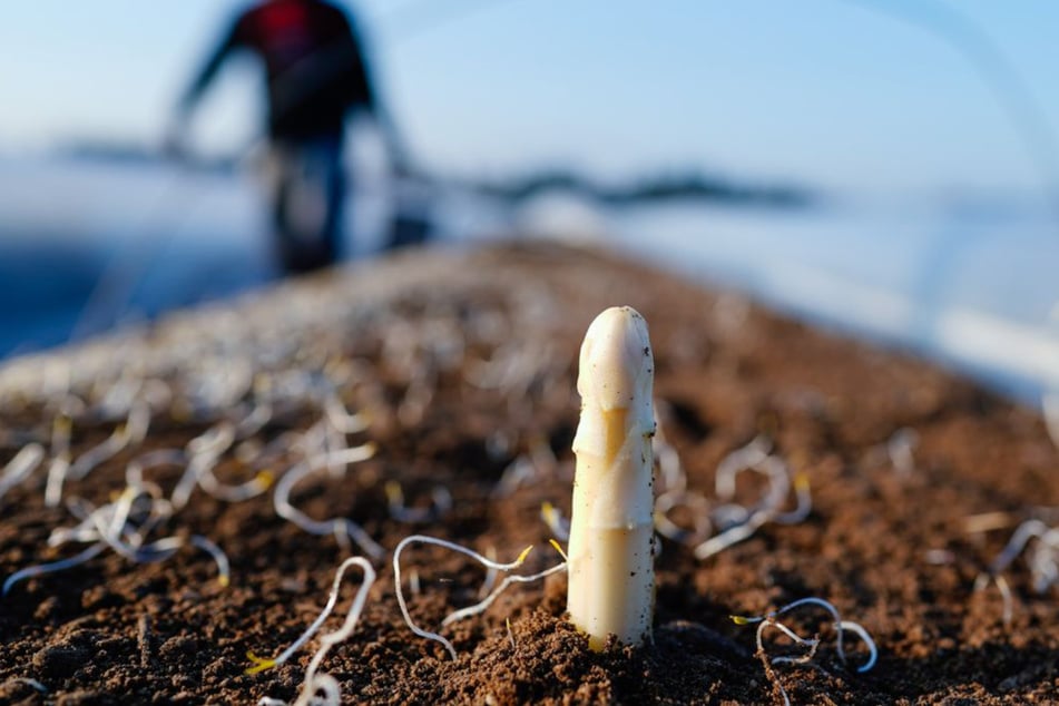 Die Qualität des Spargels dürfte uns dieses Jahr wieder begeistern!