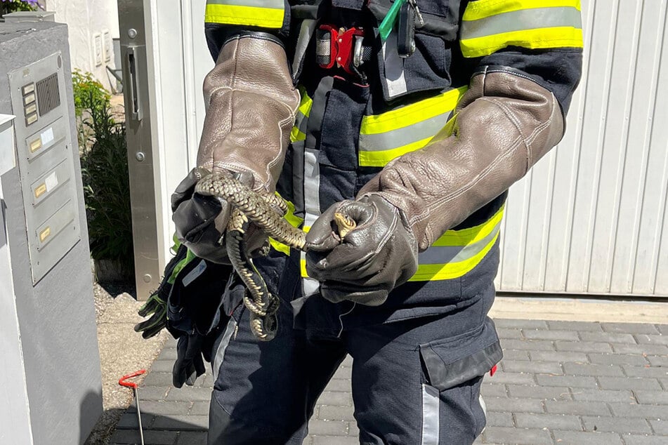 Die Münchner Feuerwehr ist oft für Wildtiere unterwegs. Wie hier Mitte Mai bei der Rettung einer Schlange aus einem Garten.