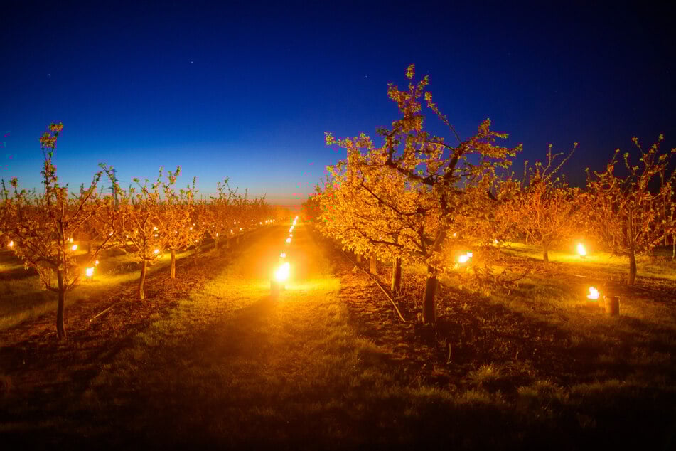 Die Bäume tragen bereits kleine Früchte, die vor den niedrigen Temperaturen geschützt werden sollen.