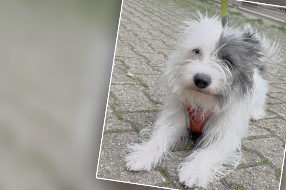 Tierheim erlebt dicken Schock: Hund Benni schwängert eigene Schwester
