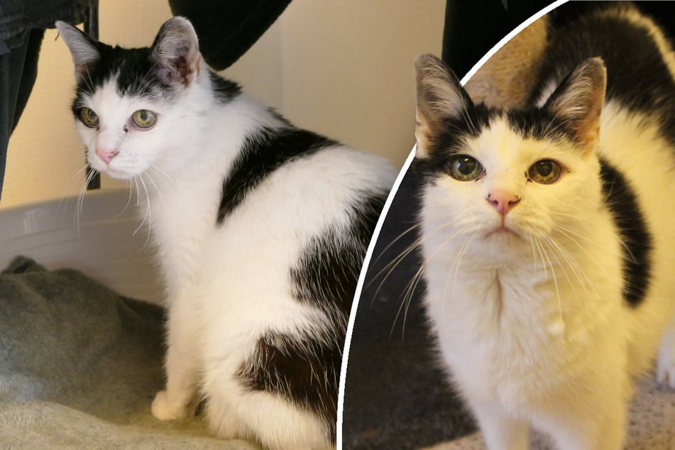 Tierpfleger wundern sich: Katzen-Oma Churri hat eine Eigenheit