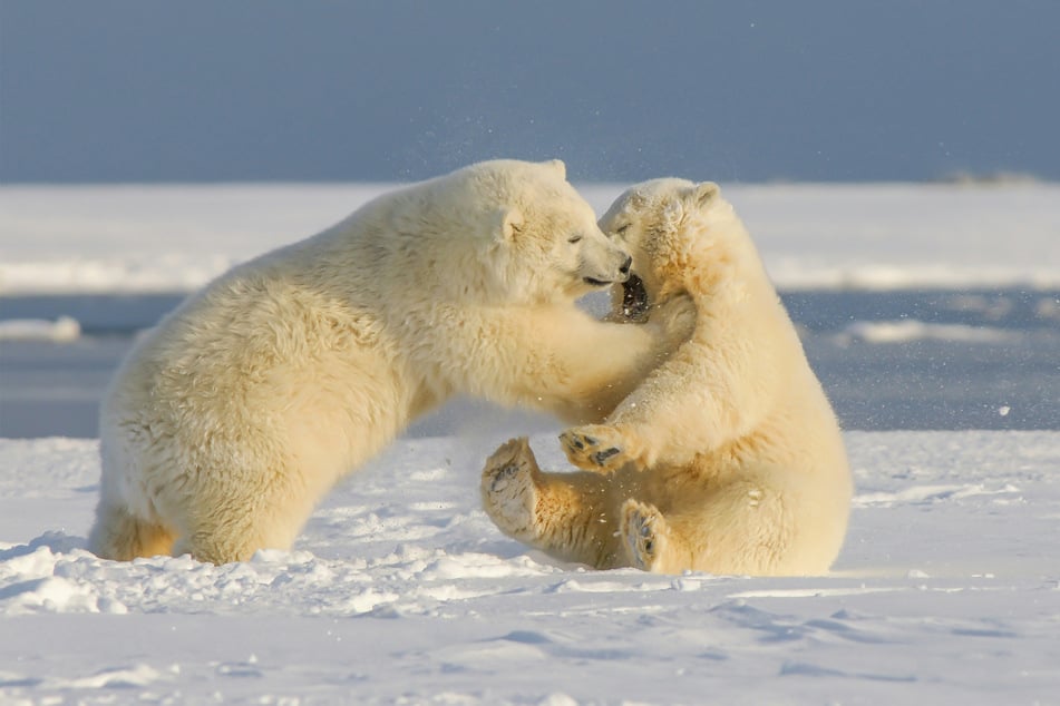 Polar bears in Canada's Hudson Bay may become locally extinct due to climate change.